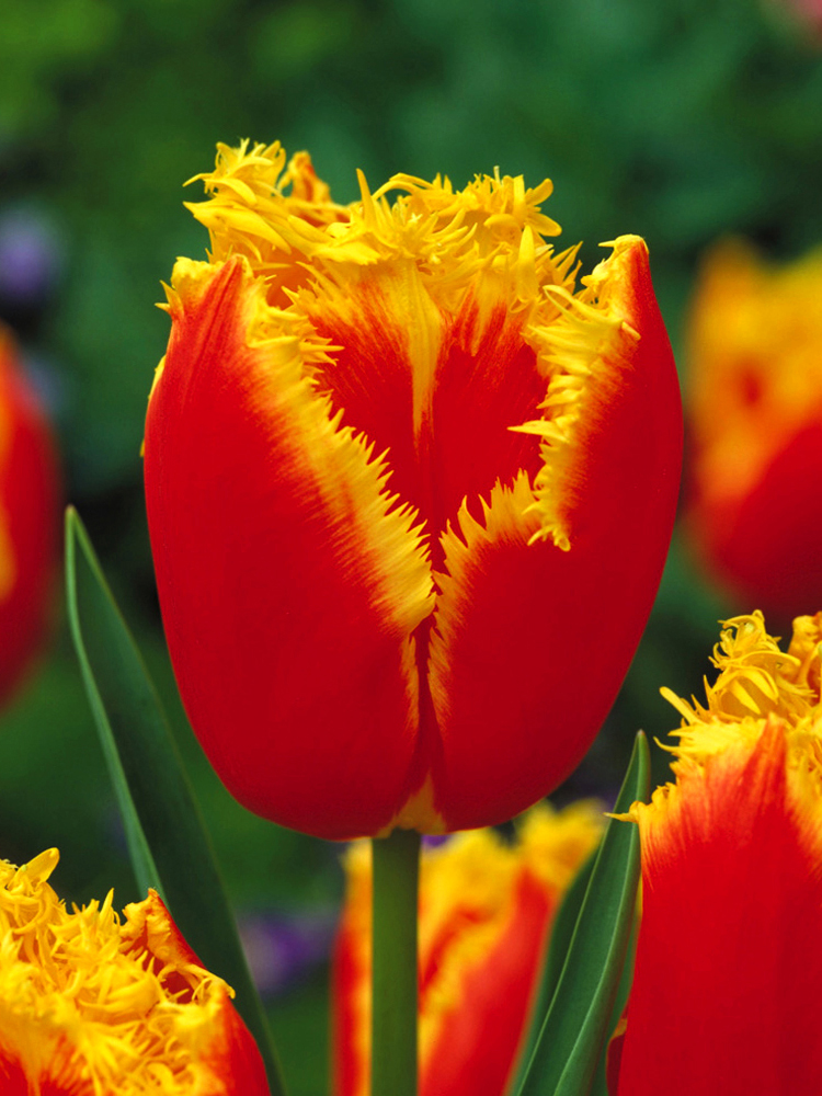 Тюльпан бахромчатый Тиано